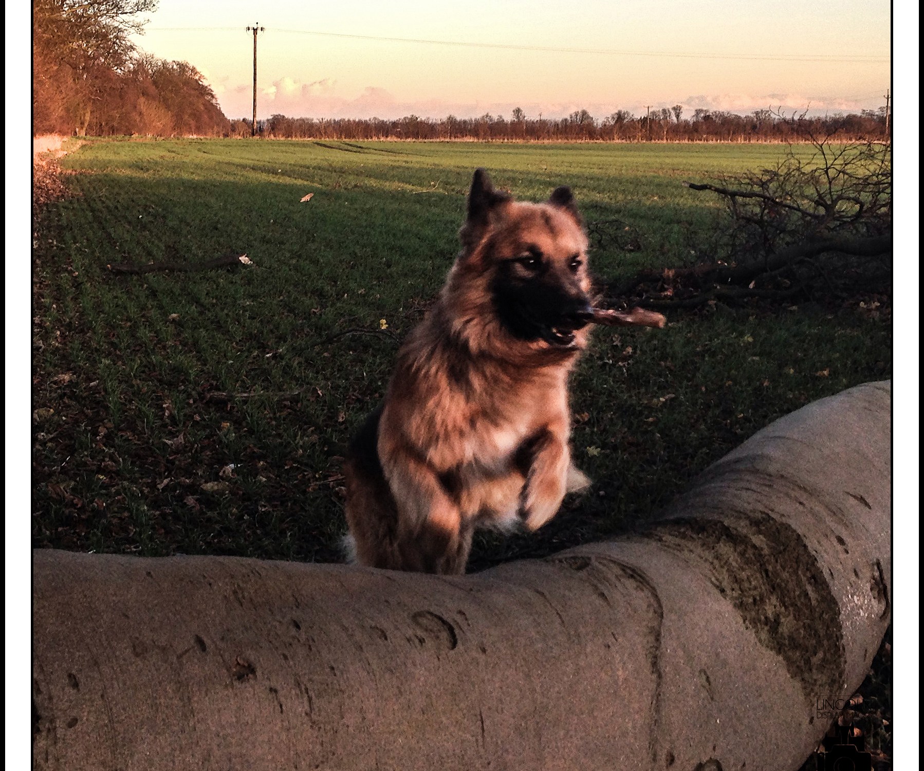 GSD jumping a fallen tree