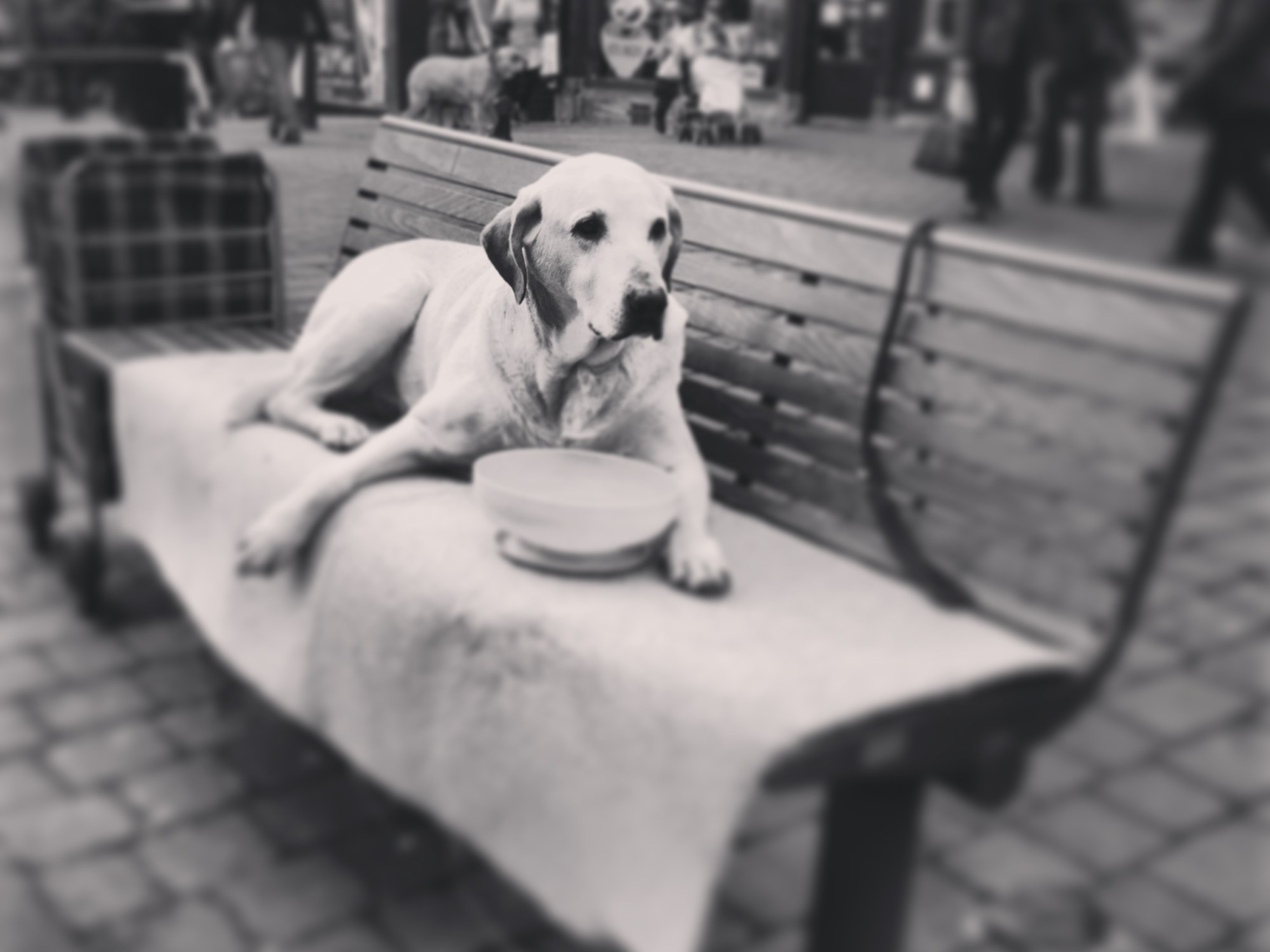 Dog on a bench