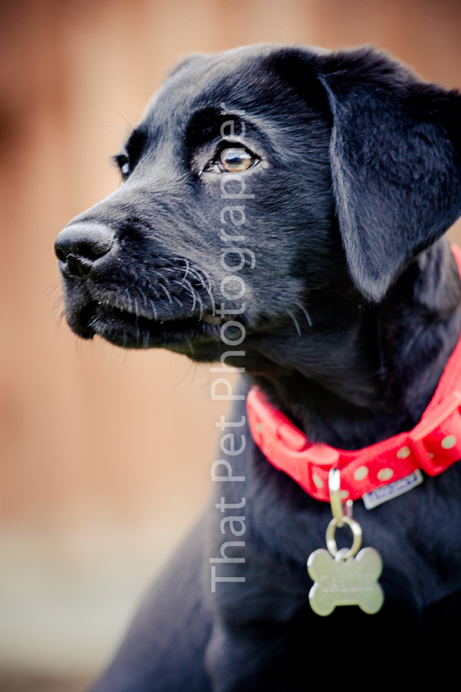 Black Labrador Puppy