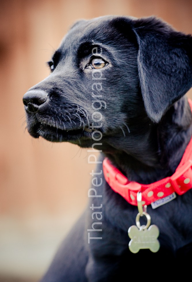 Black Labrador Puppy
