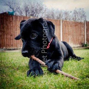 Black Labrador Puppy