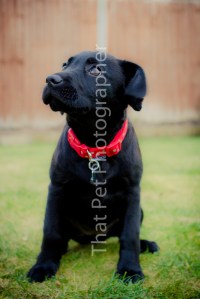 Black Labrador Puppy