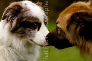 Collie & GSD
