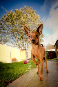 Miniature Pinscher