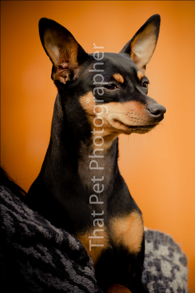 Miniature Pinscher