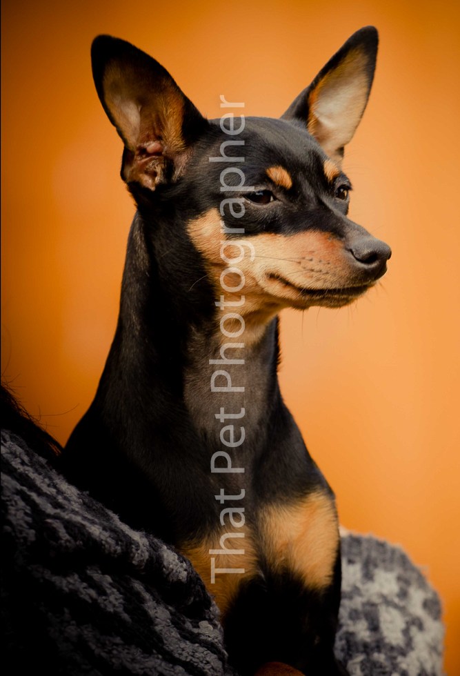 Miniature Pinscher