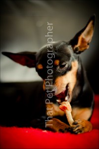 Miniature Pinscher