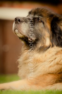 Leonberger