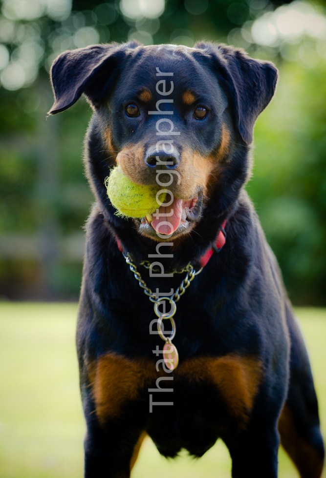 Rottweiler