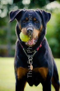 Rottweiler