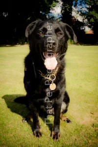 Rottweiler Labrador X