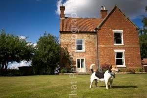 Jack Russell Terrier