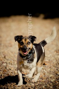 Jack Russel Terrier