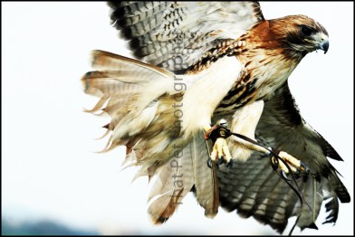 Red Tailed Hawk