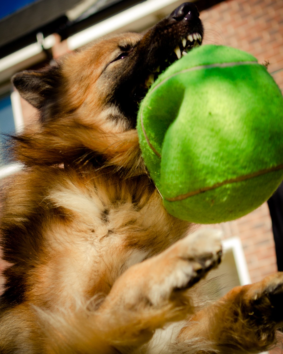German Shepherd & deflated ball