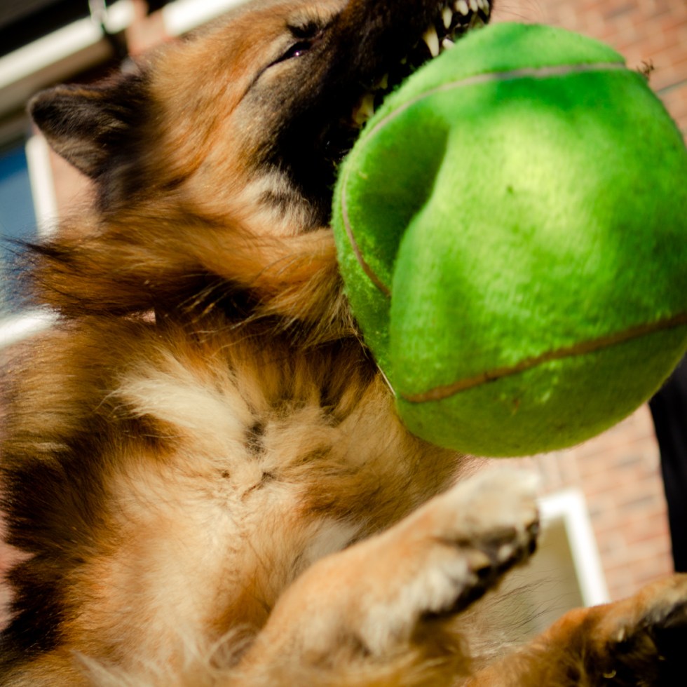 German Shepherd & deflated ball