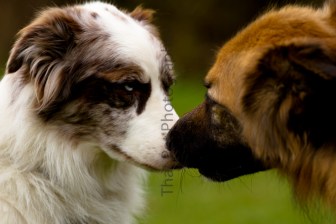 GSD and Collie