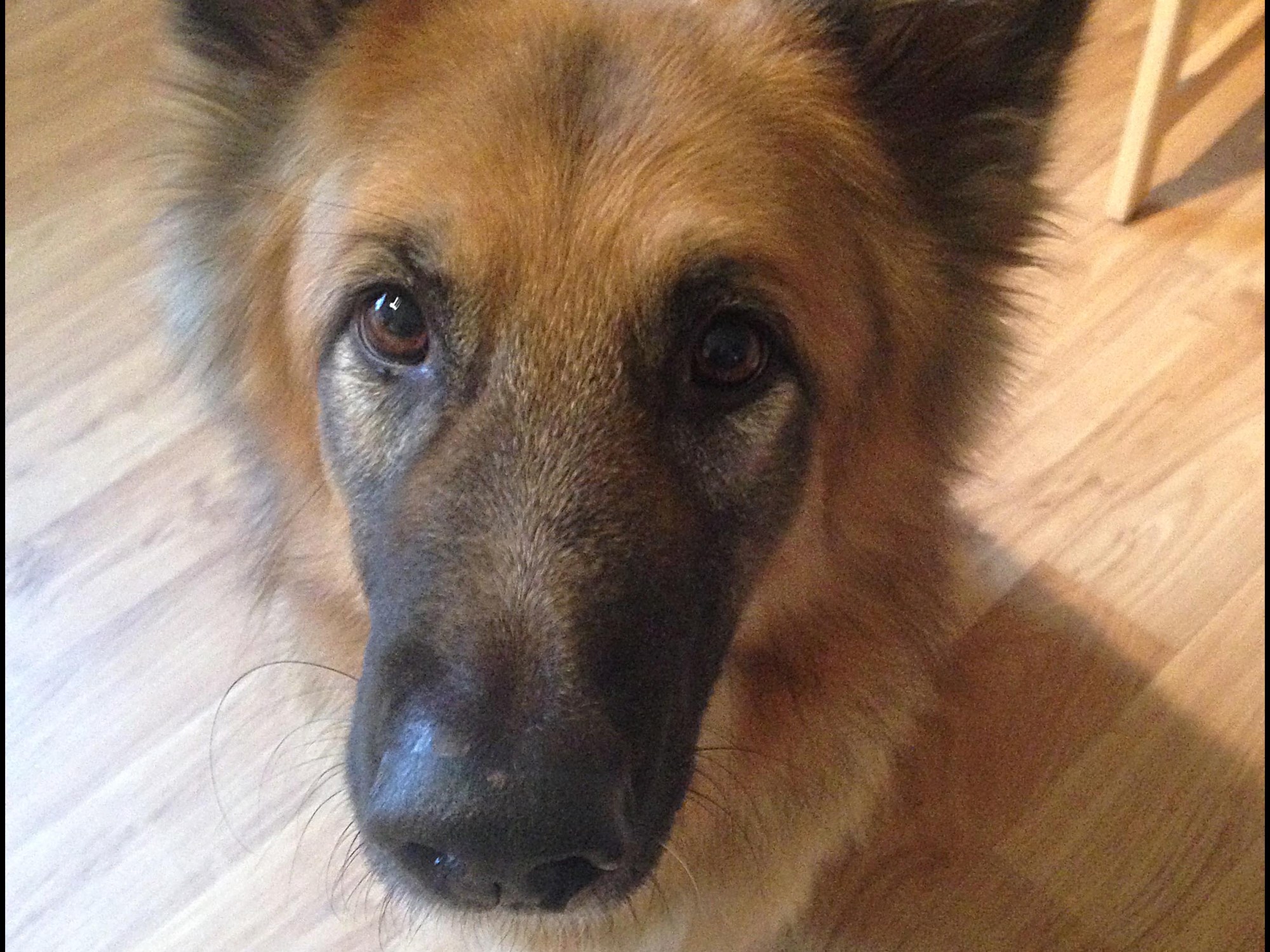 German Shepherd looking at camera