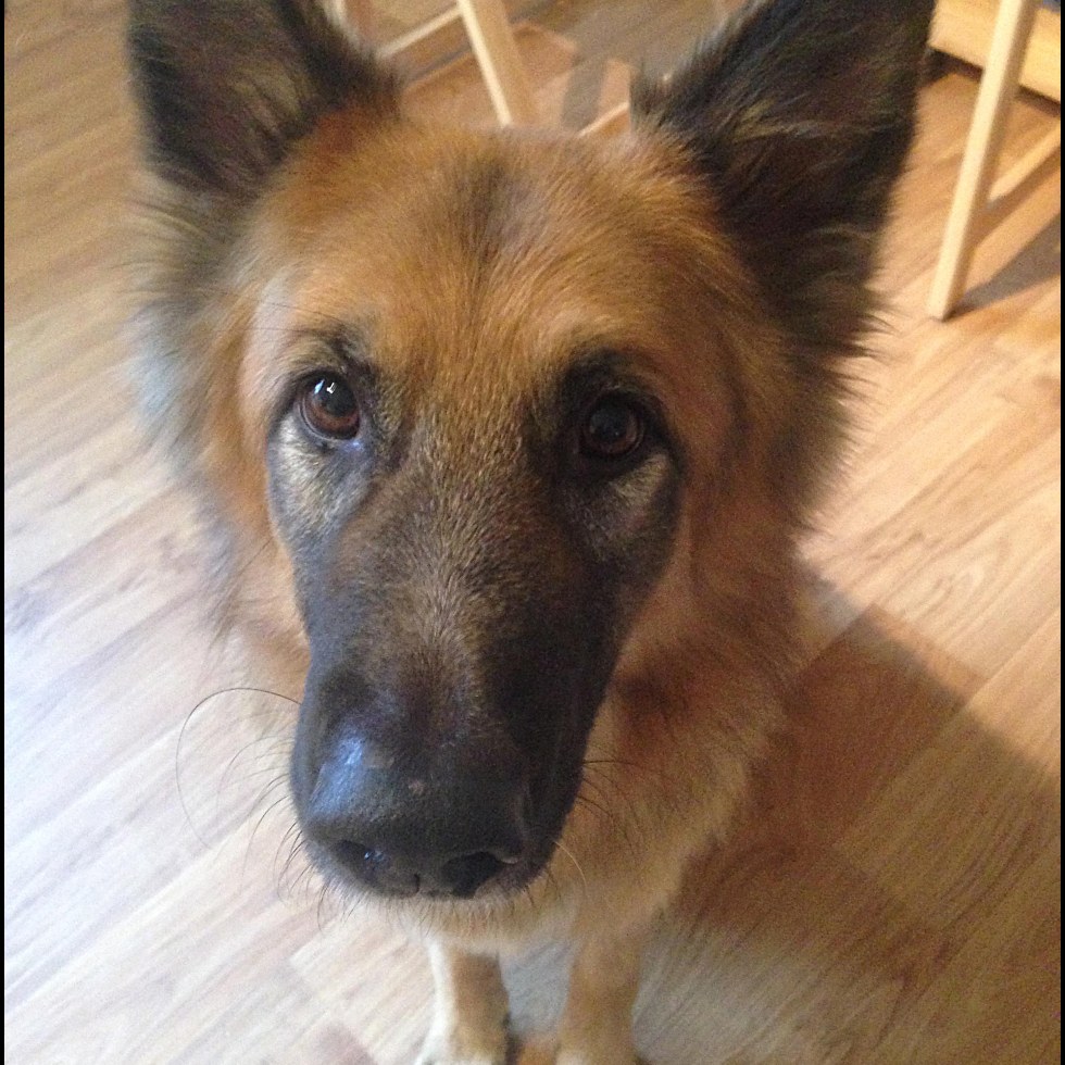 German Shepherd looking at camera