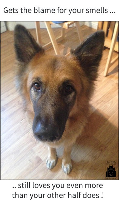 German Shepherd looking at camera