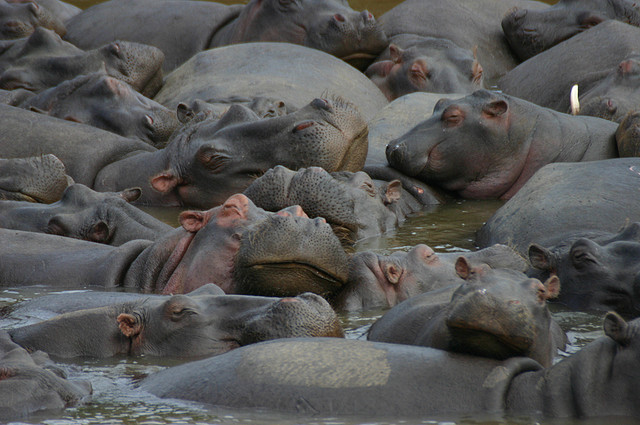 Hippos in Afica