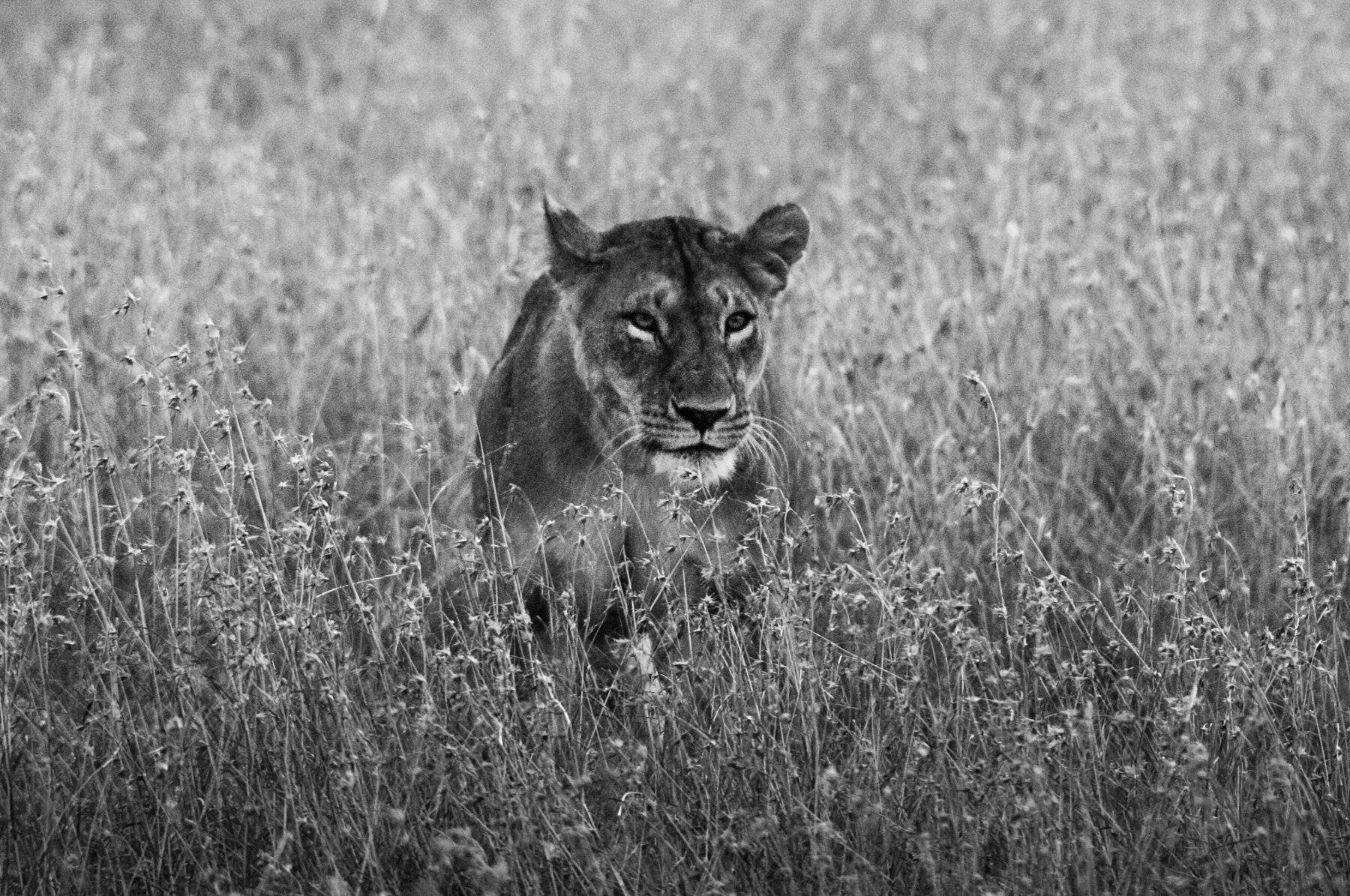 Lioness in Masai Mara