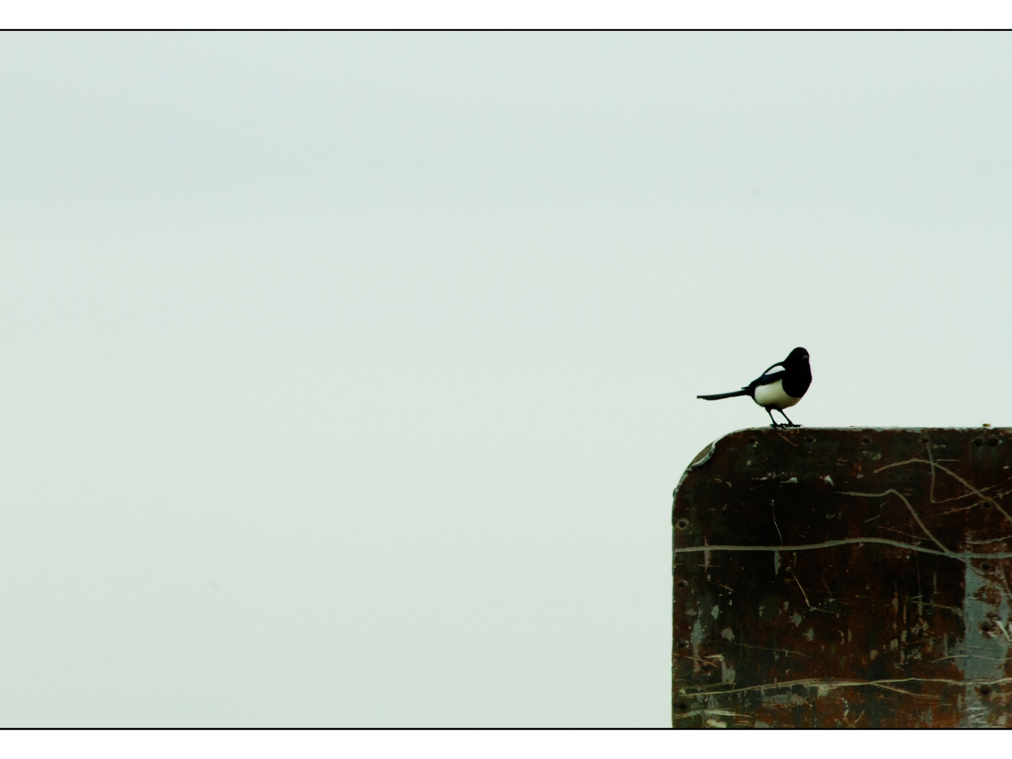 Single Magpie