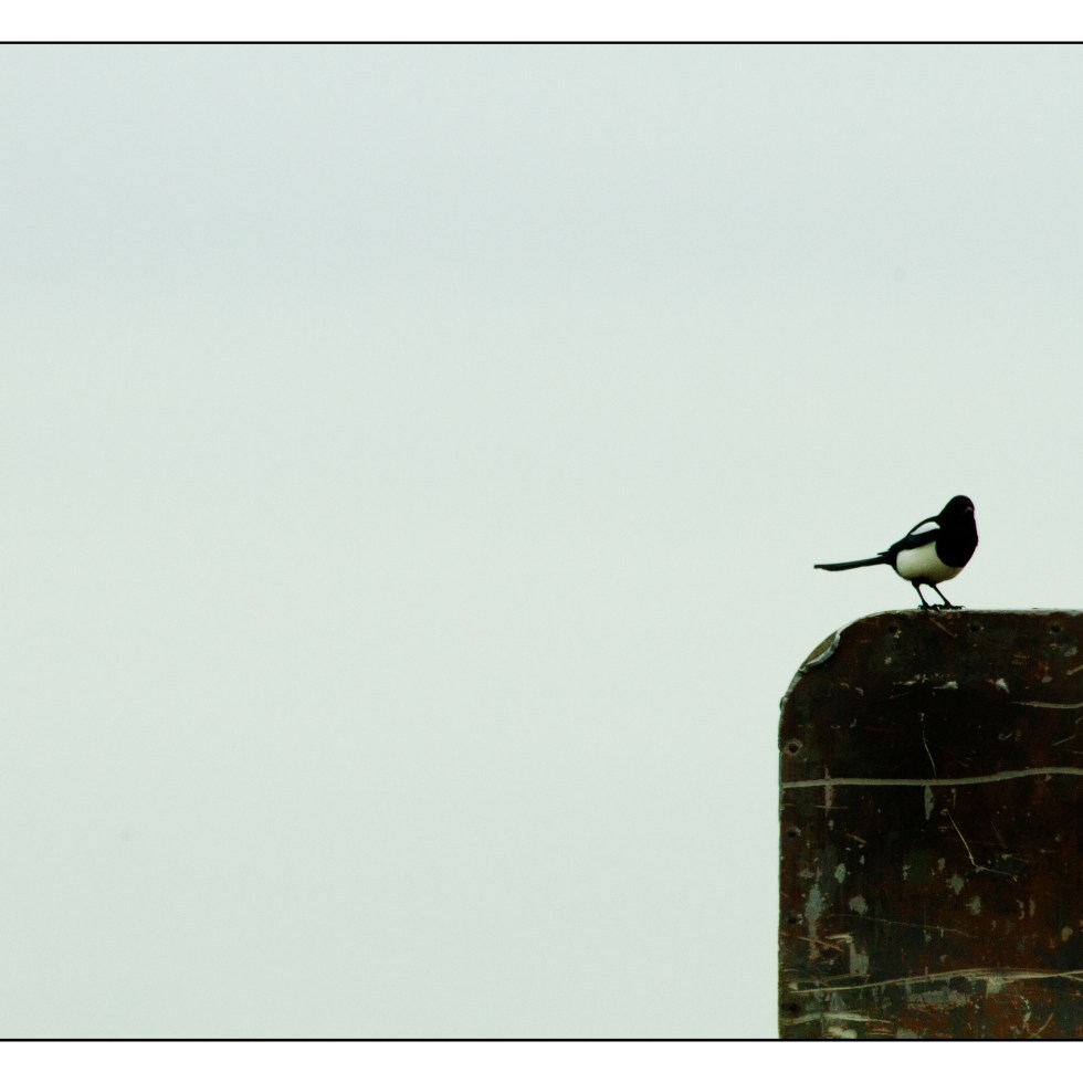 Single Magpie