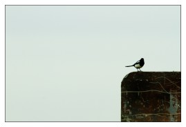 Single Magpie