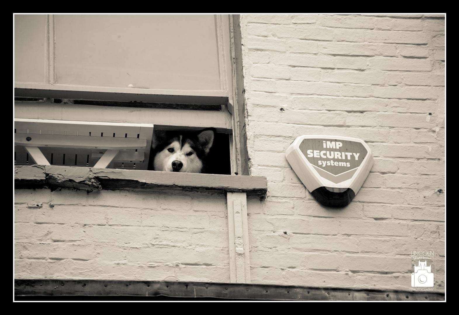 Siberian Husky at window