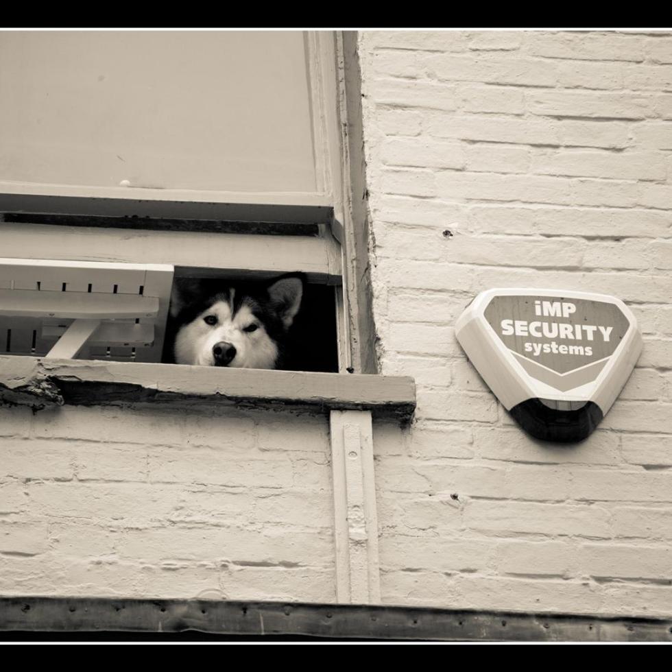 Siberian Husky at window