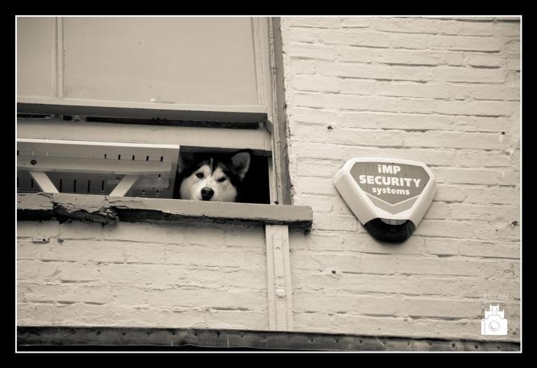 Siberian Husky at window