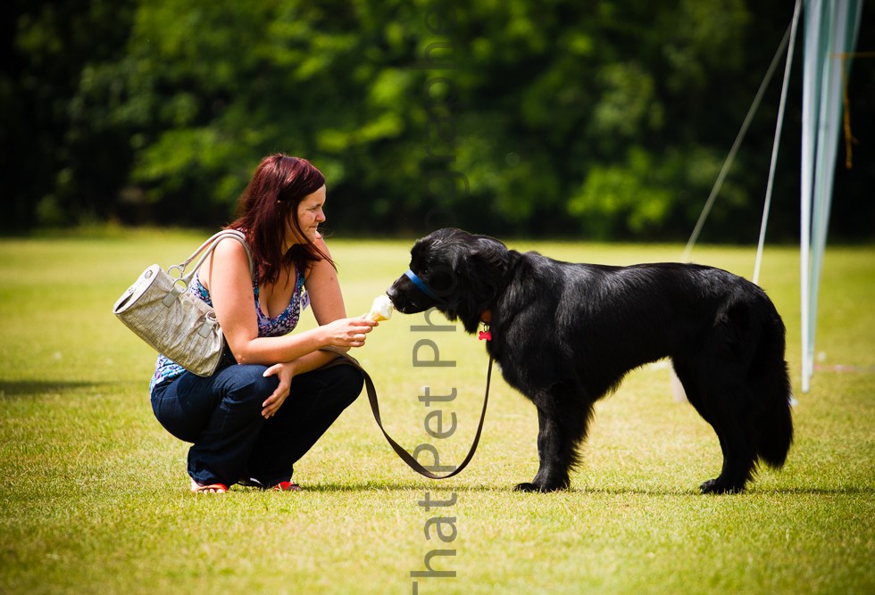 Dog and its owner sharing an ice cream