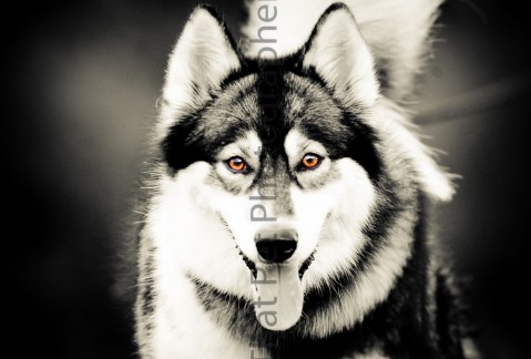 Ol' brown eyes is back ..