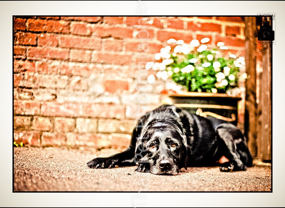 Black Labrador lazing in the sun