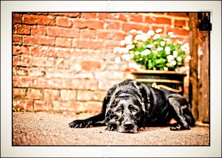 Black Labrador lazing in the sun