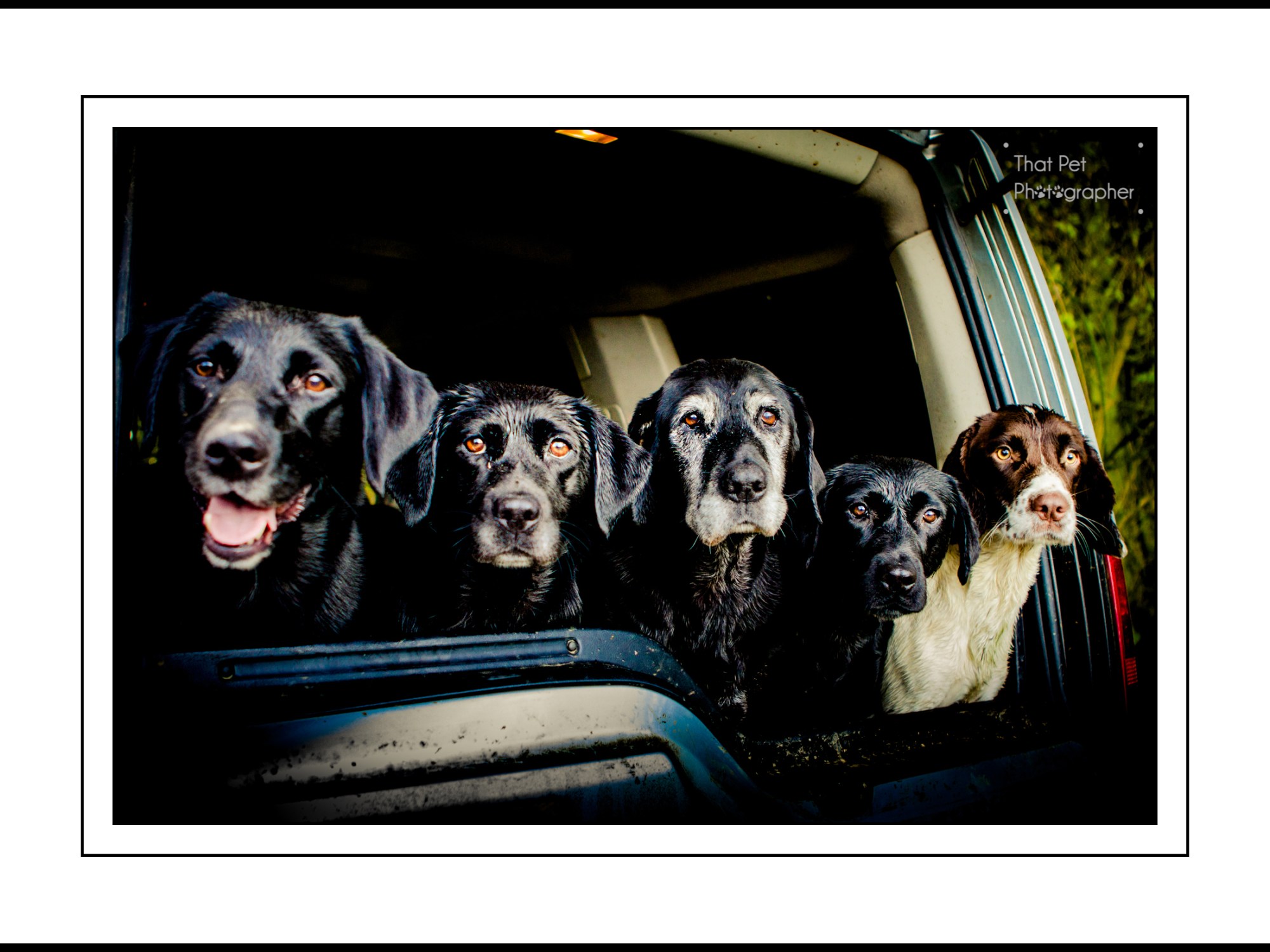 Land Rover with Gundogs
