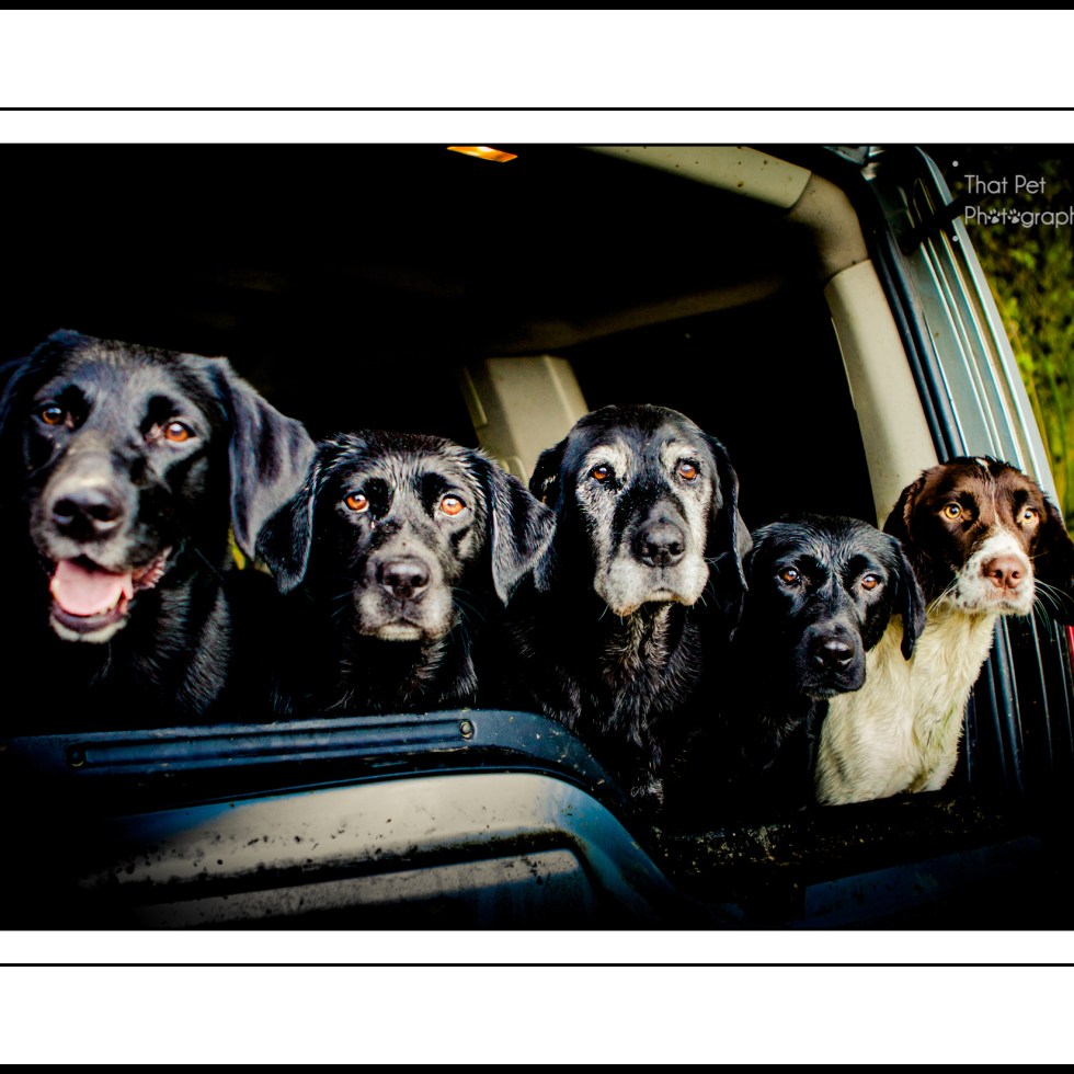 Land Rover with Gundogs