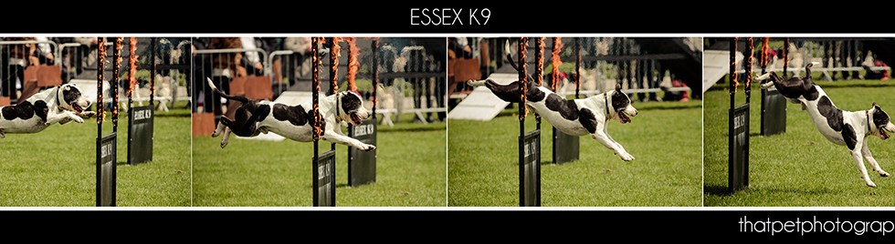 Dog jumping through fire hoop