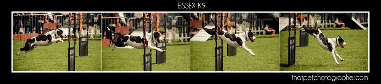 Dog jumping through fire hoop