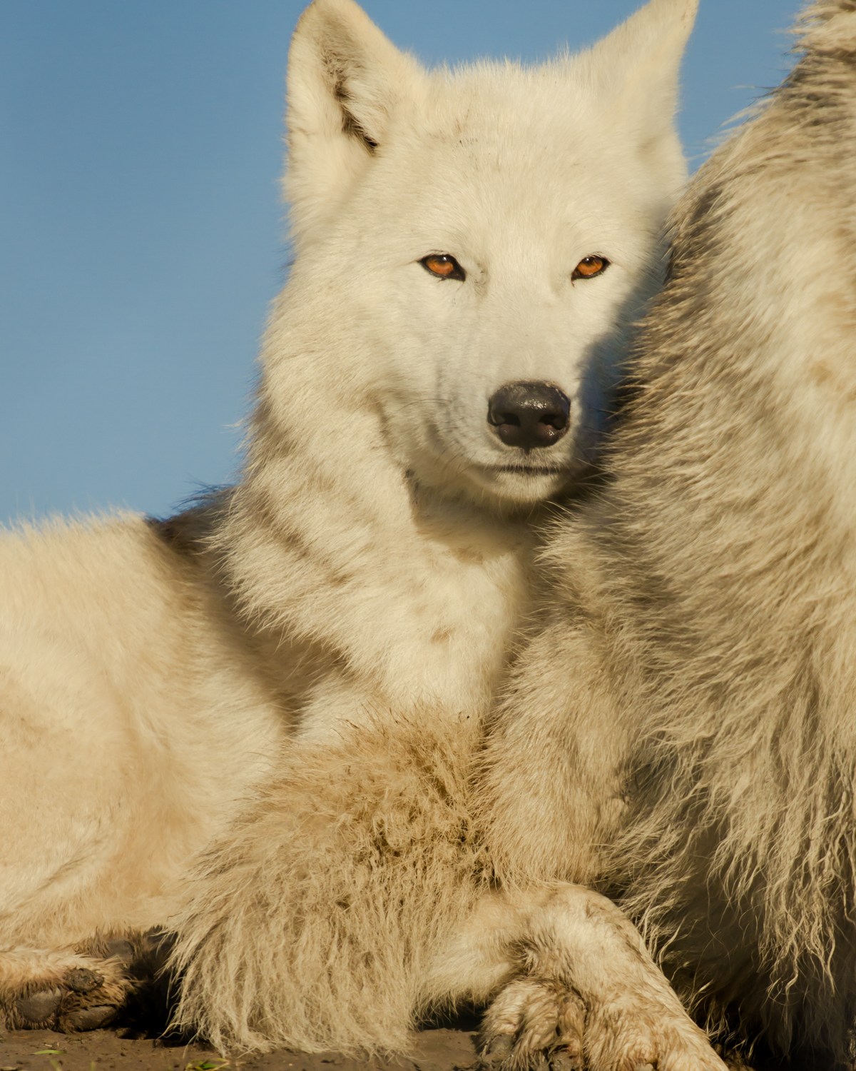 Hudson Bay Wolf