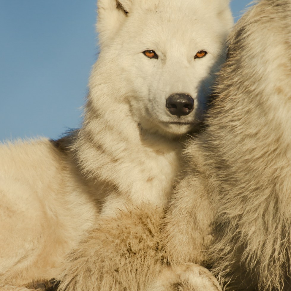 Hudson Bay Wolf