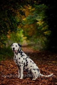 dalmatian